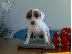 PoulaTo: Kαλή τιμή!!!.Πουλάω όμορφα κουτάβια ράτσα JACK RUSSEL TERRIER - Τζακ Ράσελ Τεριέ - 300 eur...
